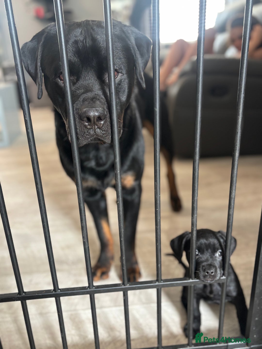 Mixed Breed dogs for sale: Rottweiler x staff puppies ready now  - Image 7
