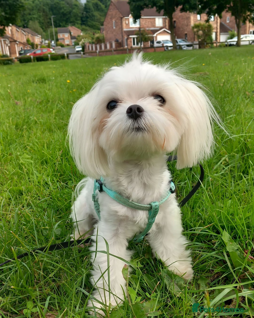 Maltese dogs for stud: Stunning,Proven - KC reg Maltese Stud in Castleford - Advert 3