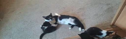 Mixed Breed cats for sale: 4 adorable kittens - Advert 1