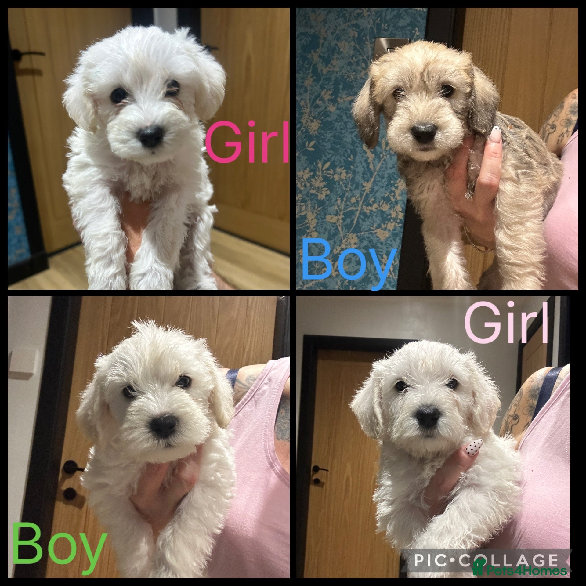 Mixed Breed dogs  Shnaupoochons 🐾  - Advert 14