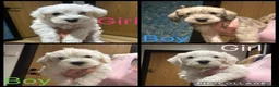 Mixed Breed dogs for sale:  Shnaupoochons 🐾  - Advert 1