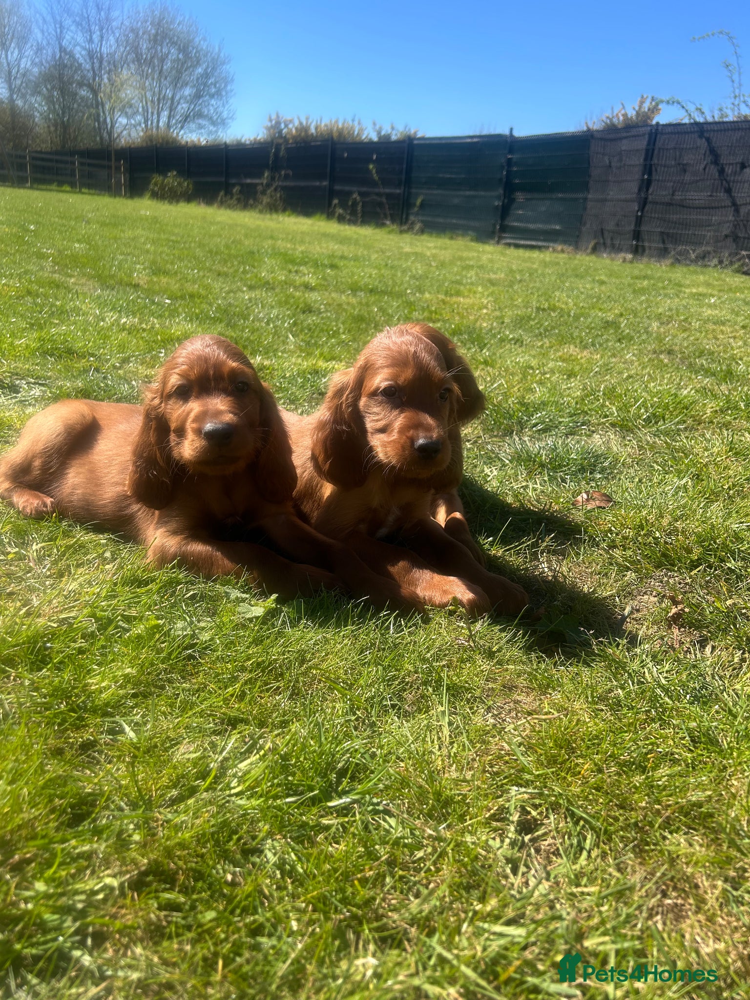 Irish Setter dogs Ready this weekend Beautiful Irish setter puppies  - Advert 1