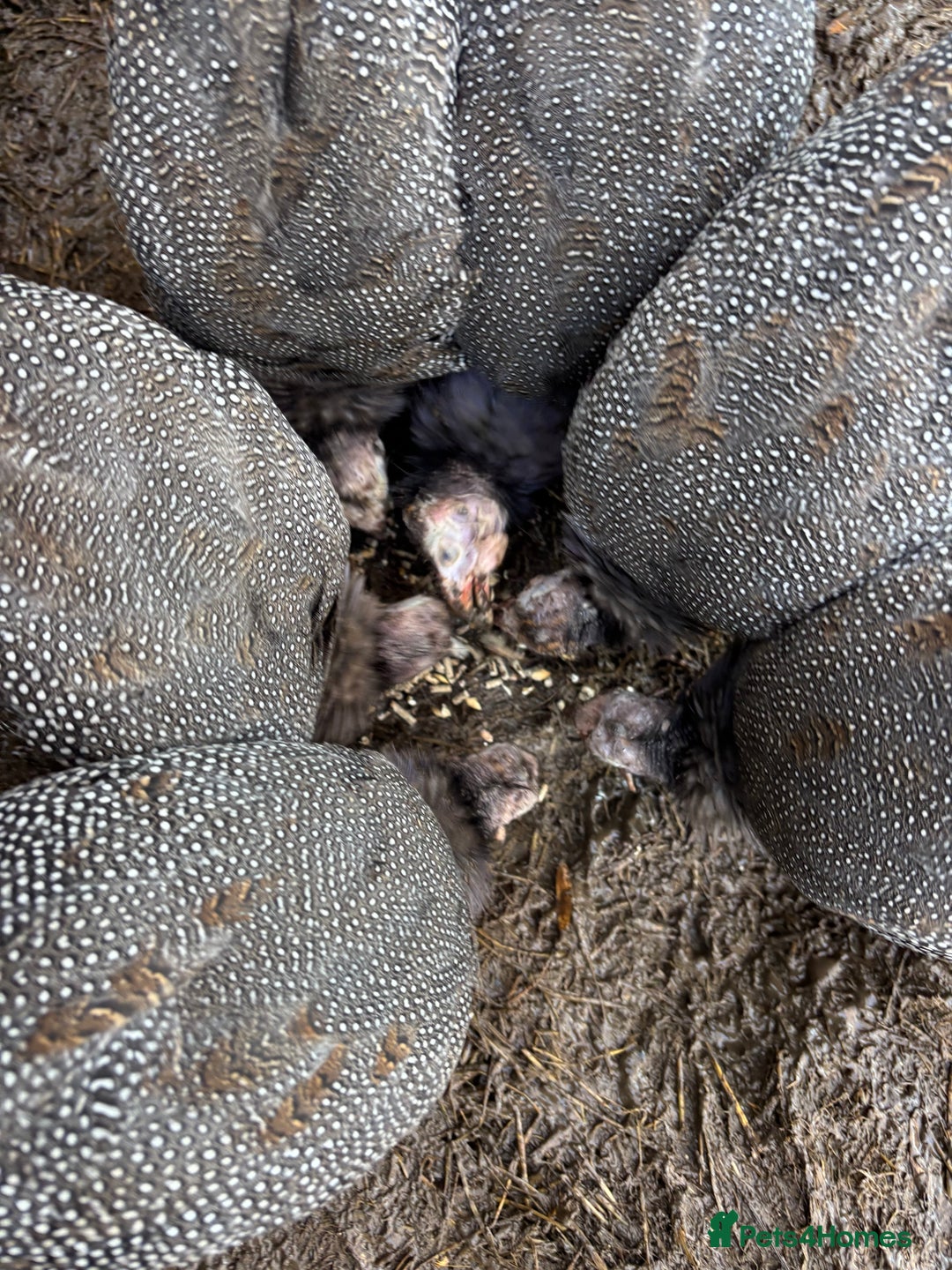 Guinea Fowl poultry for sale: 6 guinea fowl 13 weeks - Advert 3