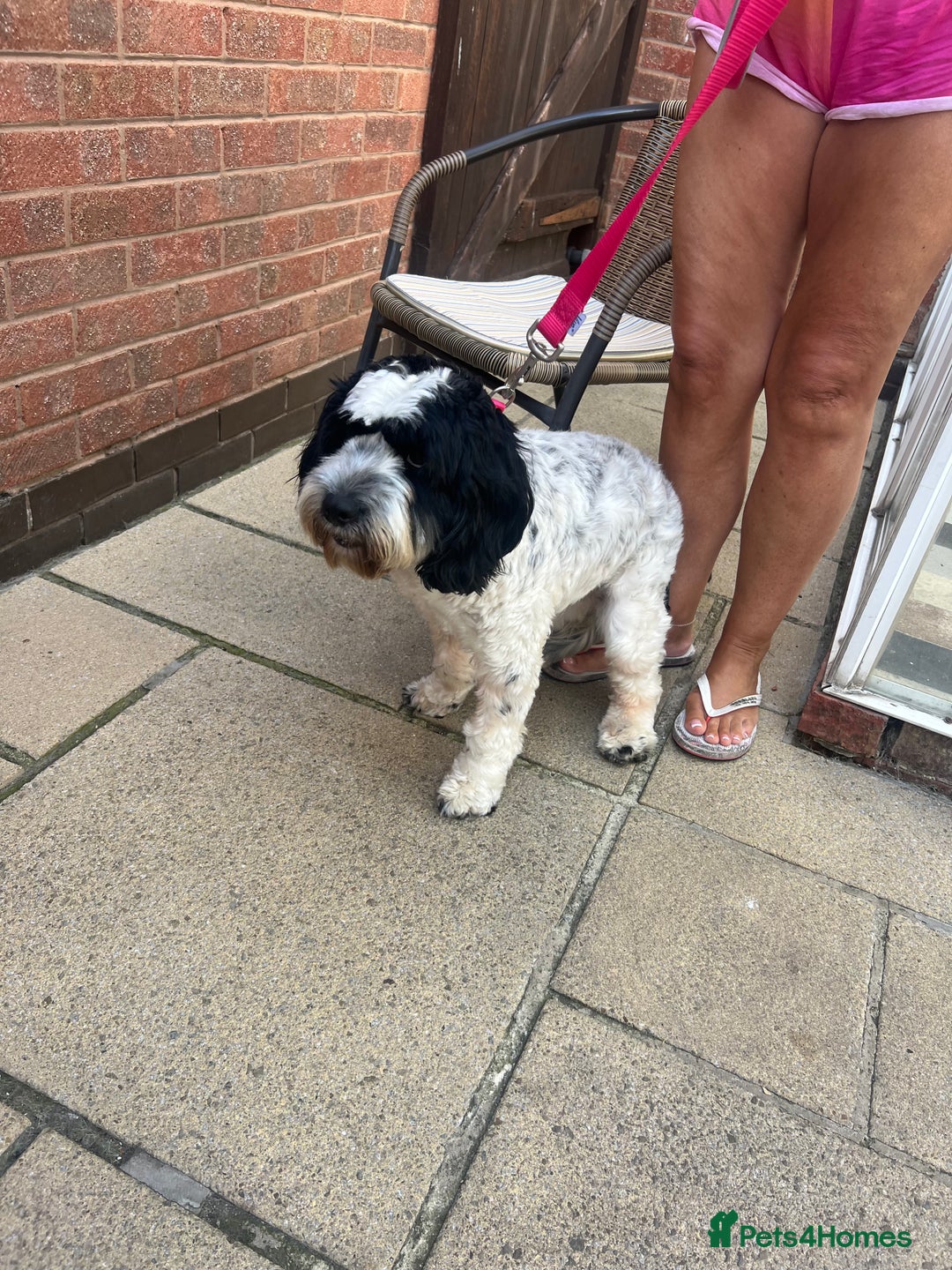 Cockapoo dogs for sale: 16 months cockapoo  - Image 8