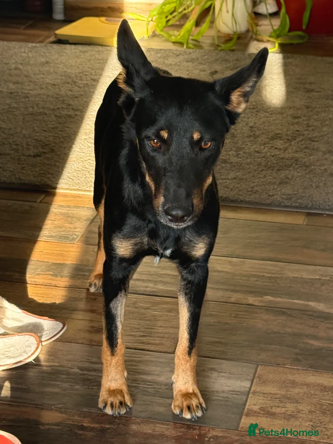 Mixed Breed dogs for adoption: Sweet Lilly is looking for LOVE - Advert 18