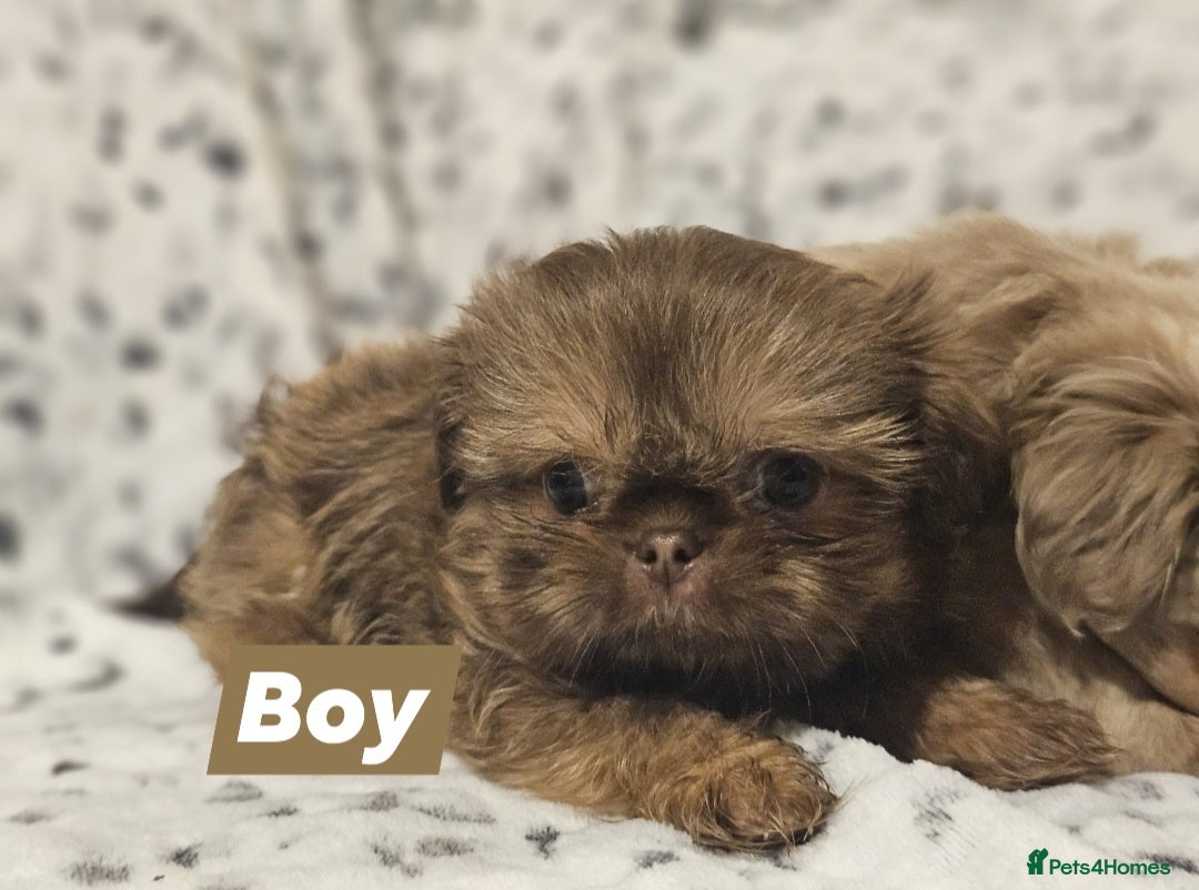 Shih Tzu dogs for sale: Beautiful shih tzu puppies  - Advert 8