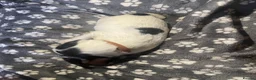 English Springer Spaniel dogs for sale: English Springer Spaniel Puppies  - Advert 7