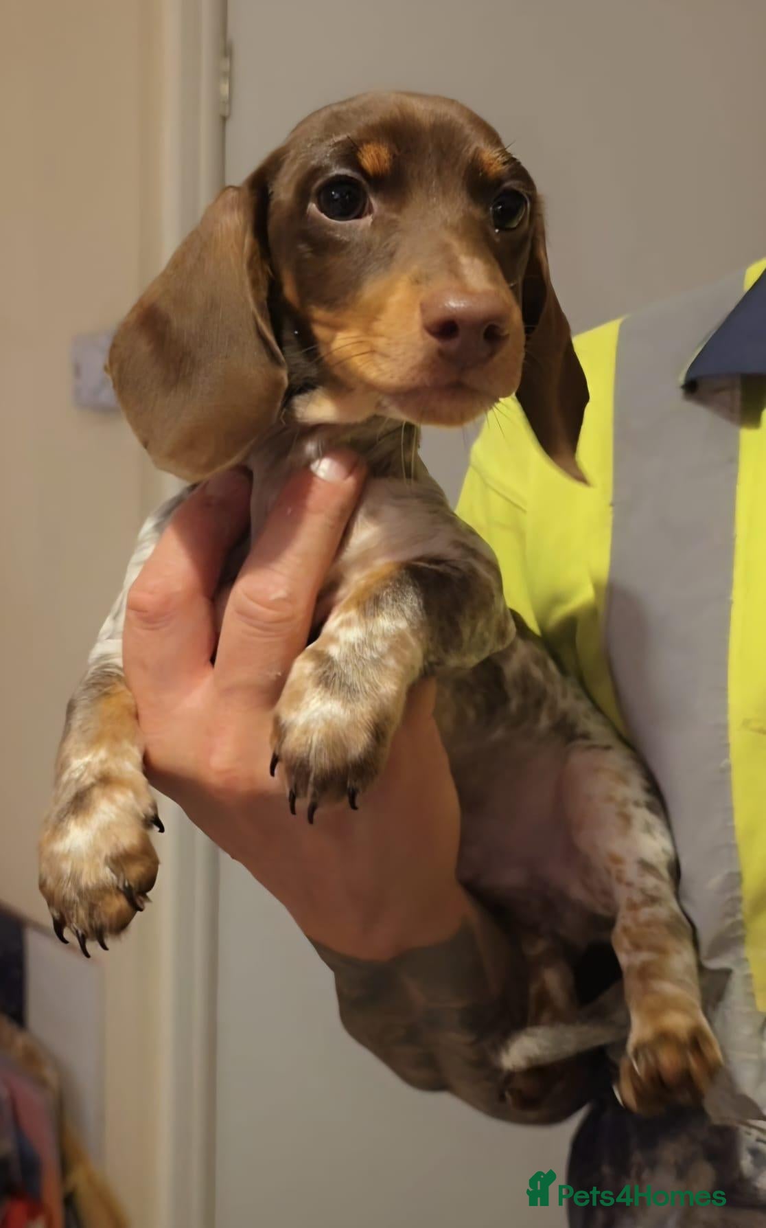 Miniature Dachshund dogs 🐶READY TODAY🐶5 boys left 🐶  - Advert 1