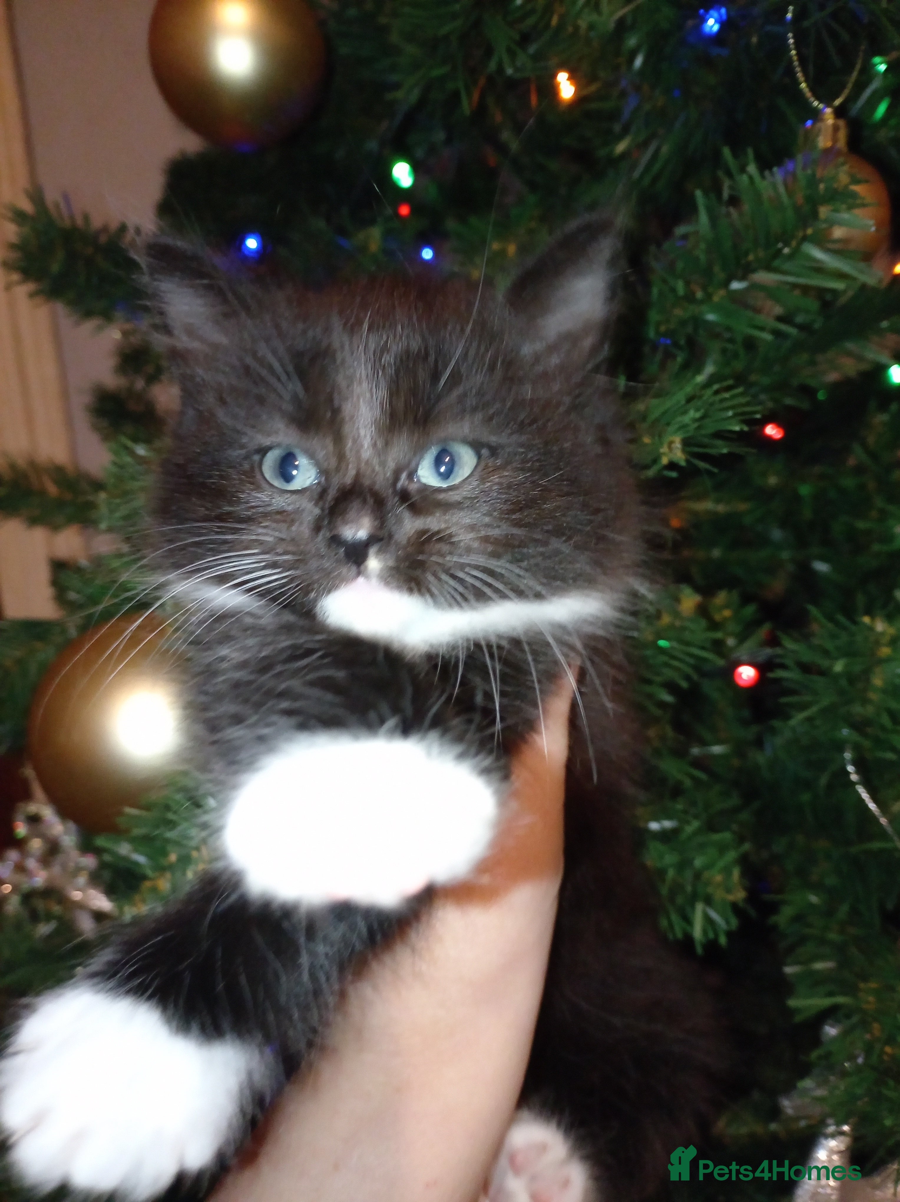 Mixed Breed cats Last Floofy Black & White Girl - Advert 8