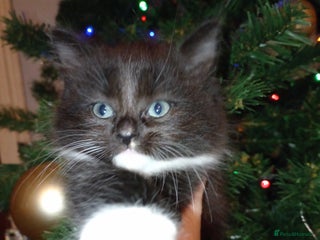 Mixed Breed cats Last Floofy Black & White Girl - Advert 14