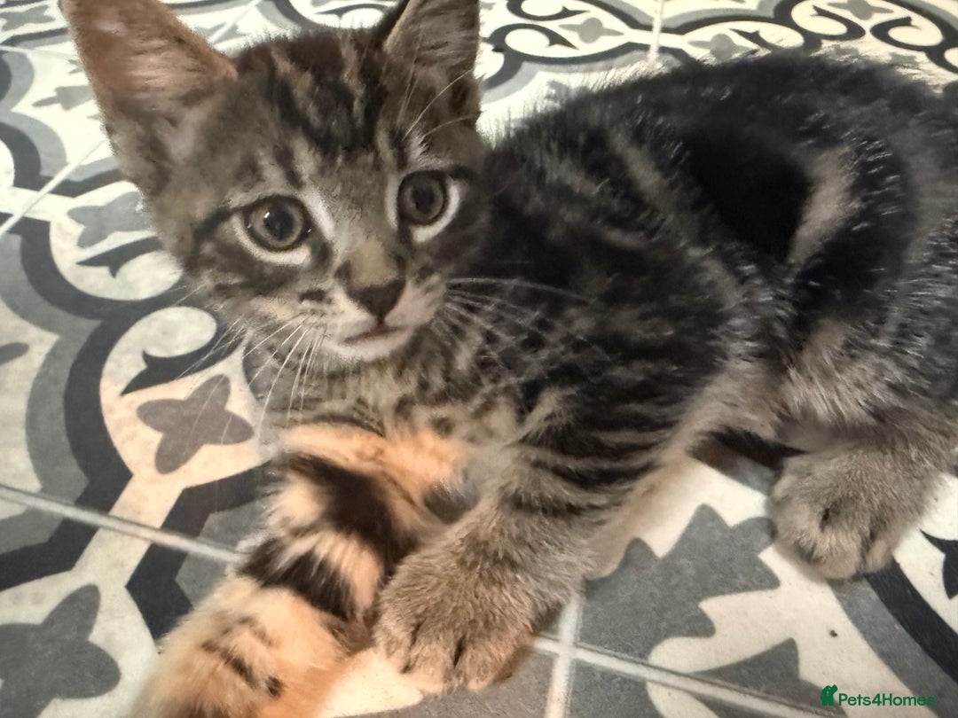 British Shorthair cats for sale: Playful kittens - Image 6