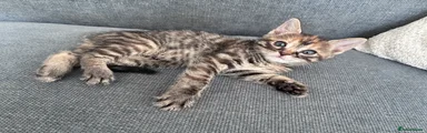 Blotched Tabby / Agouti Base