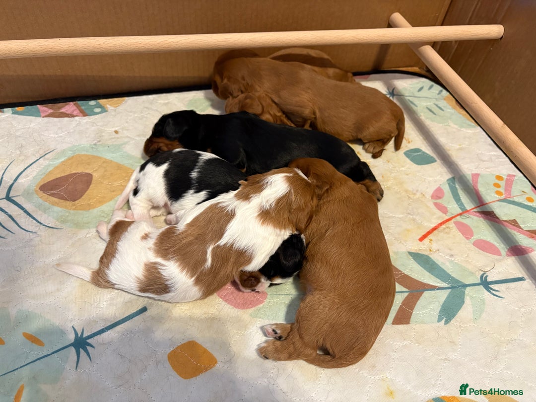 Cavalier King Charles Spaniel dogs for sale: Beautiful King Charles Puppies in Kelso - Image 4