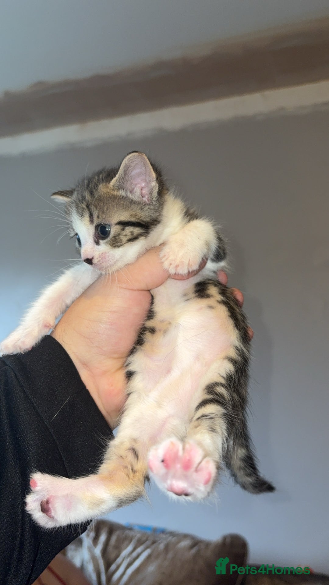 Mixed Breed cats for sale: Kittens for sale  - Image 3