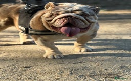 English Bulldog dogs for stud: Grizzly ready to stud  - Image 7