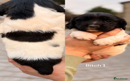 English Springer Spaniel dogs for sale: KC Reg BadgerCourt X Appachi Springer Pups - Image 2