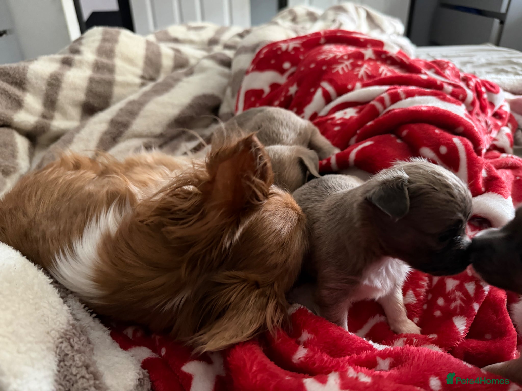 Mixed Breed dogs for sale: bulluahua Puppies  - Advert 4