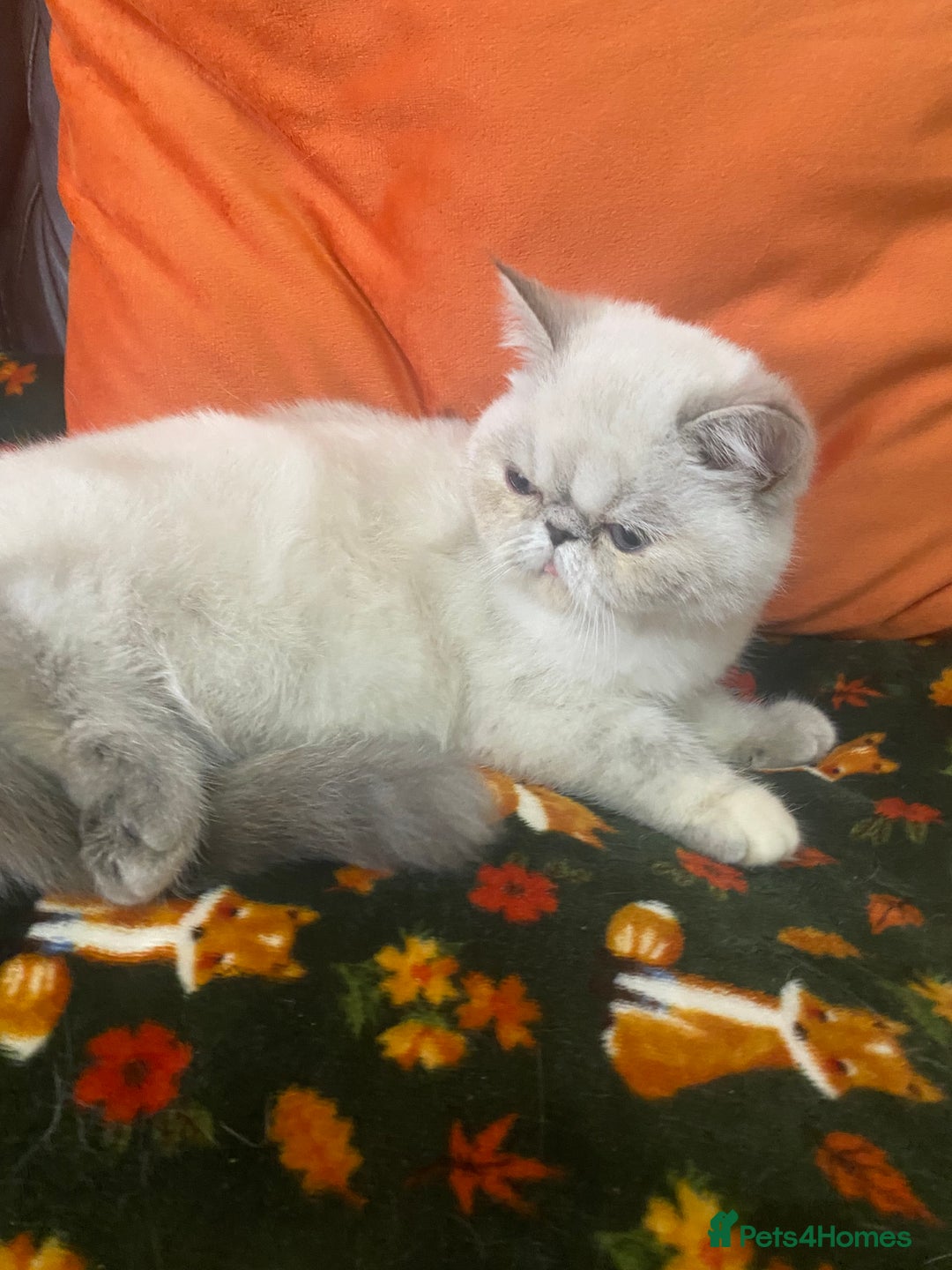 Exotic cats for sale: EXCEPTIONAL GCCF PERSIAN EXOTIC  - Image 12