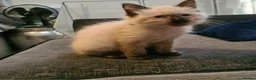 Ragdoll cats for sale: Ragdoll kittens ready now price dropped  - Advert 4