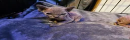 Sphynx cats for sale: Sphynx kittens  in Bargoed - Advert 14