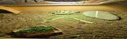 Tortoise reptiles for sale: Two Horsefield Tortoise full set up.  - Advert 3