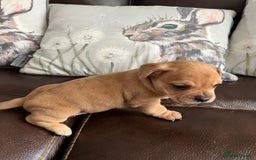 Mixed Breed dogs for sale: French wieners - Image 13