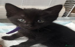 Mixed Breed cats for sale: 4 beautiful kittens - Image 10