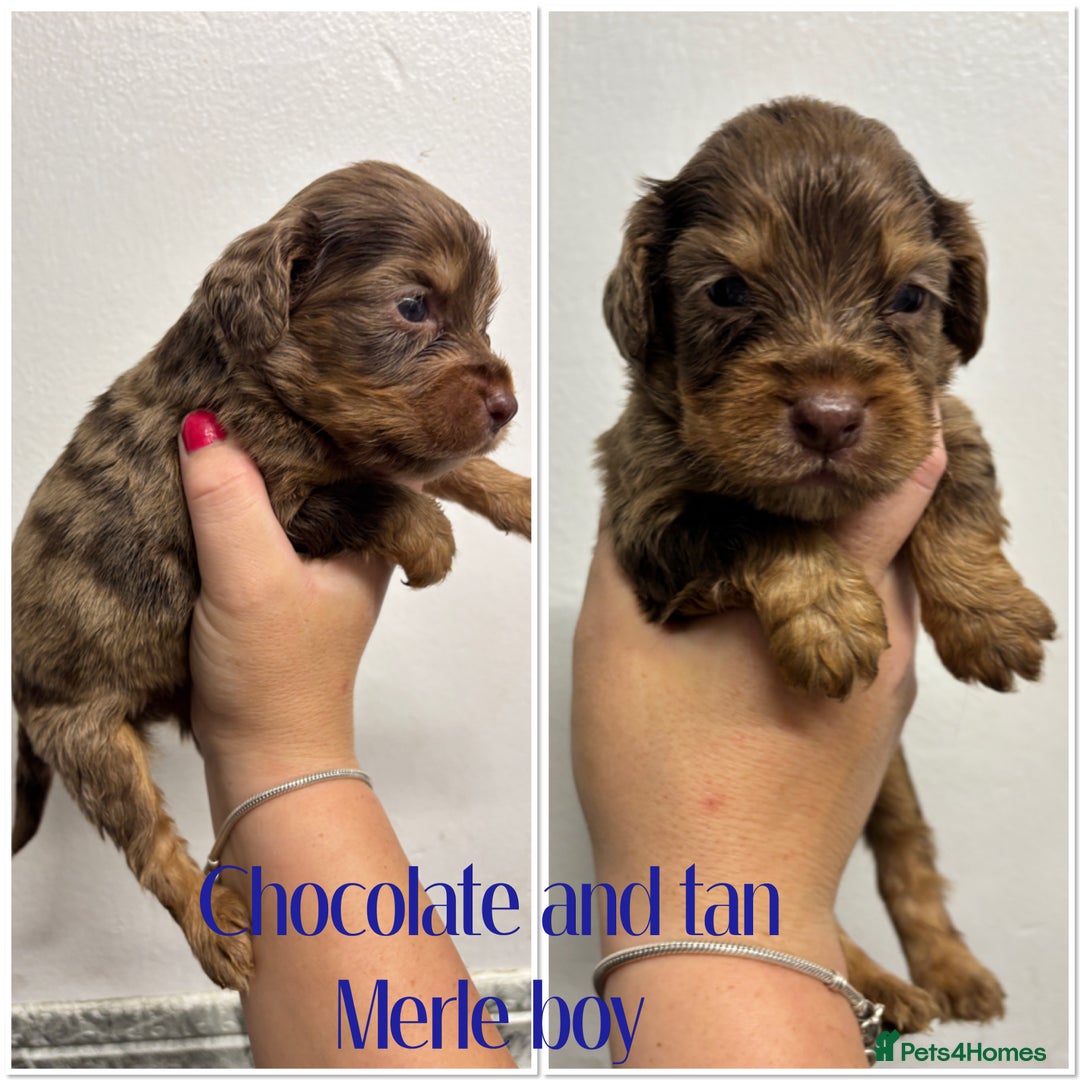 Cocker Spaniel dogs for sale: 🌟 cocker spaniel puppies 🌟 - Image 18