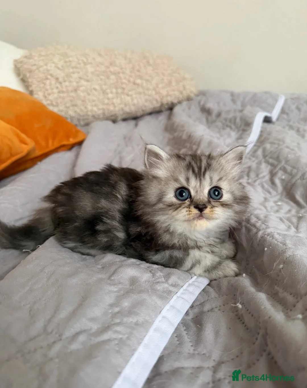Persian cats for sale: Adorable fluffy Persian kittens for Sale - Advert 31