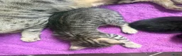 Mixed Breed cats for sale: Beautiful savannah cross ragdoll kittens - Advert 17