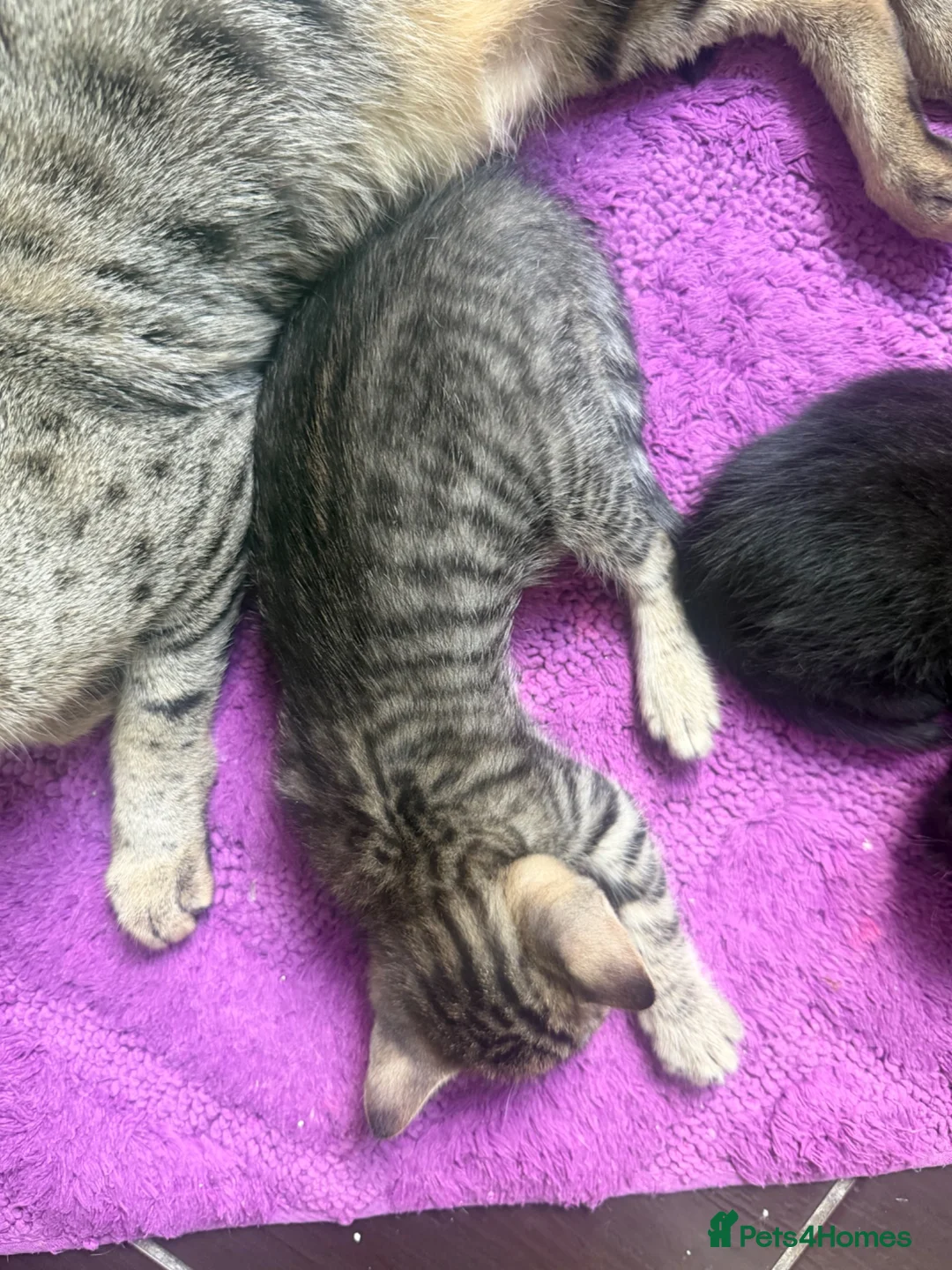 Mixed Breed cats for sale: Beautiful savannah cross ragdoll kittens - Advert 17