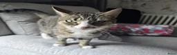 Mixed Breed cats for sale: 2 Mixed Breed Cats in Dunstable - Advert 12