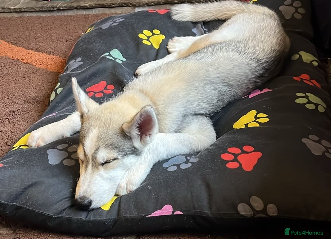 Siberian Husky dogs Husky pup  - Advert 11