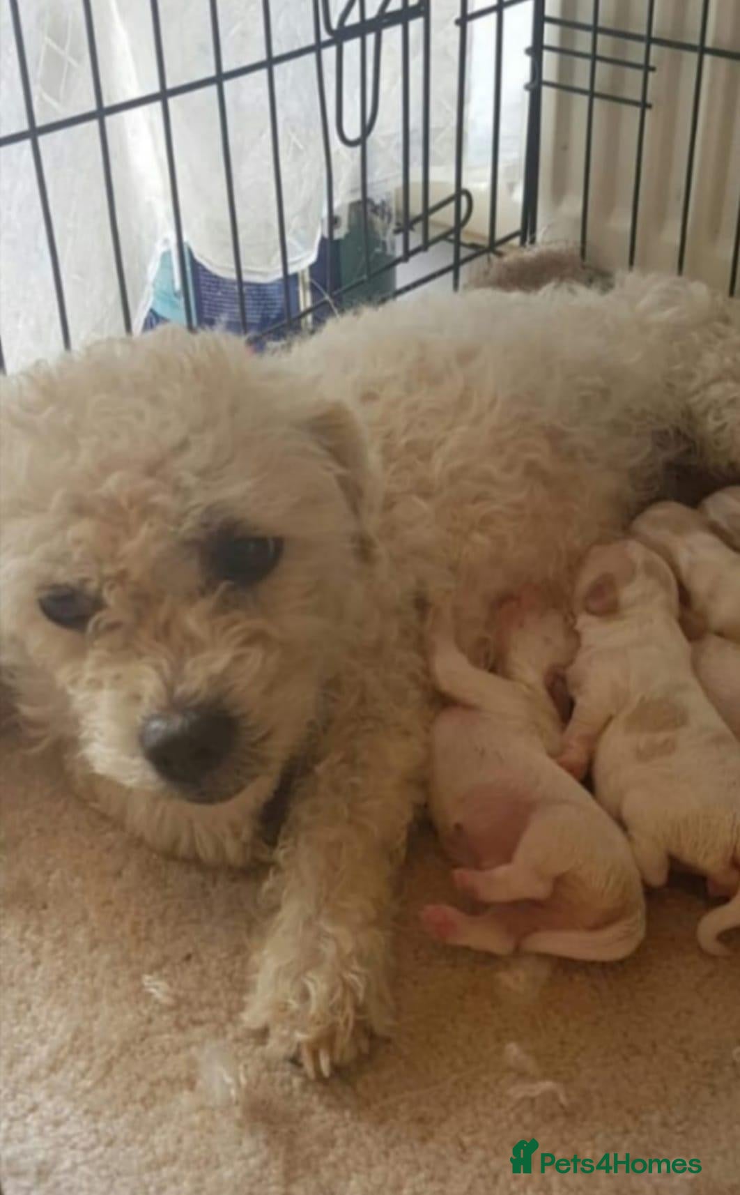Bichon Frise dogs Bichon Frise Puppies  - Advert 2