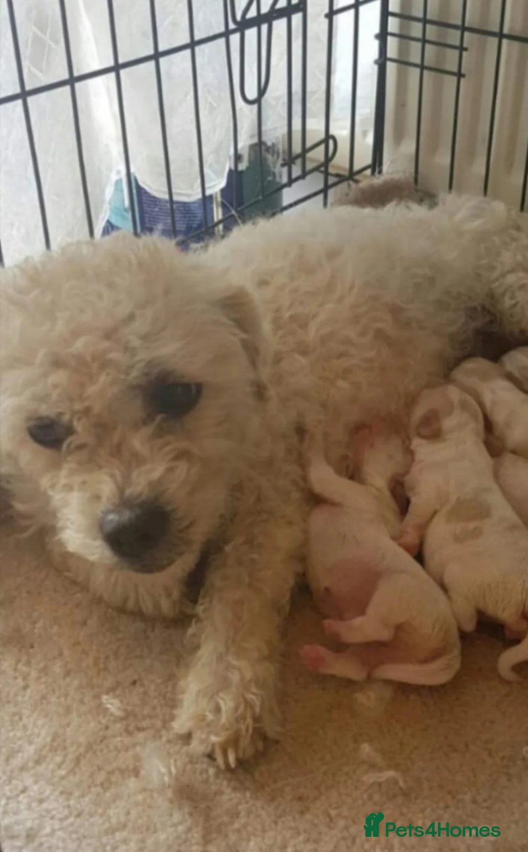 Bichon Frise dogs for sale: Bichon Frise Puppies  - Advert 1