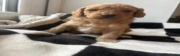 Mixed Breed dogs for sale: Double doodles  - Advert 39