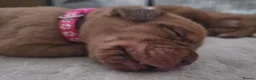 Dogue De Bordeaux dogs for sale: Chunky ddb puppies - Advert 5