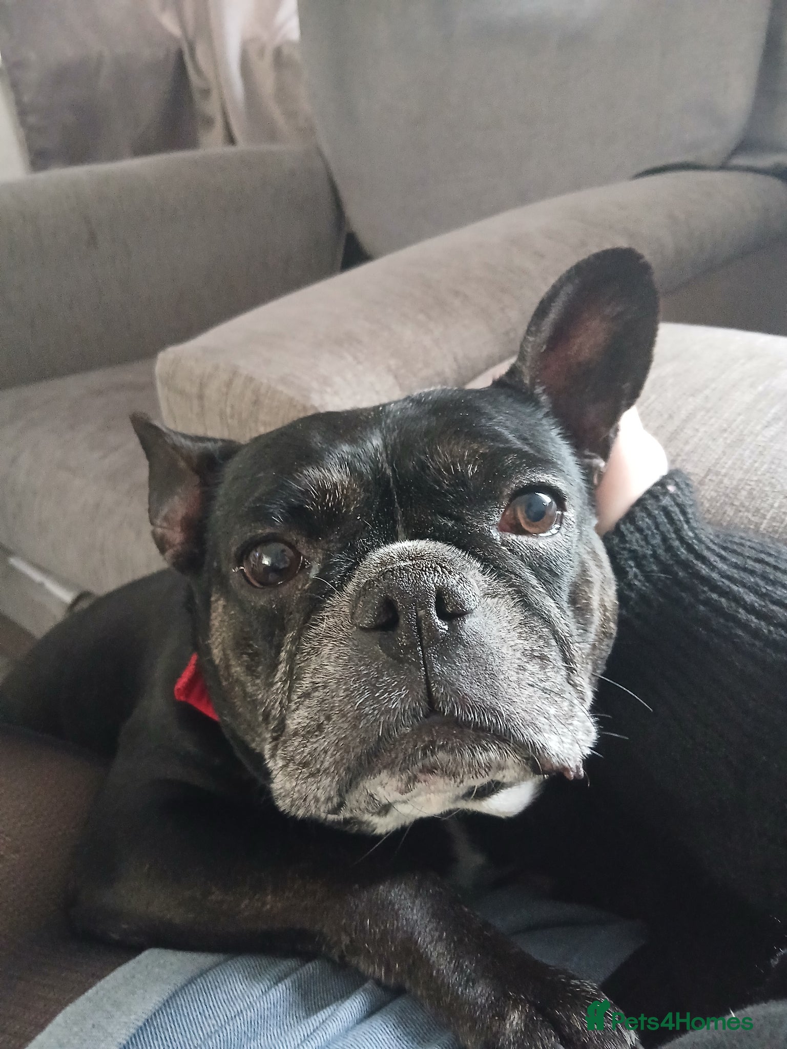 French Bulldog dogs 7 year old french bulldog female  - Advert 1