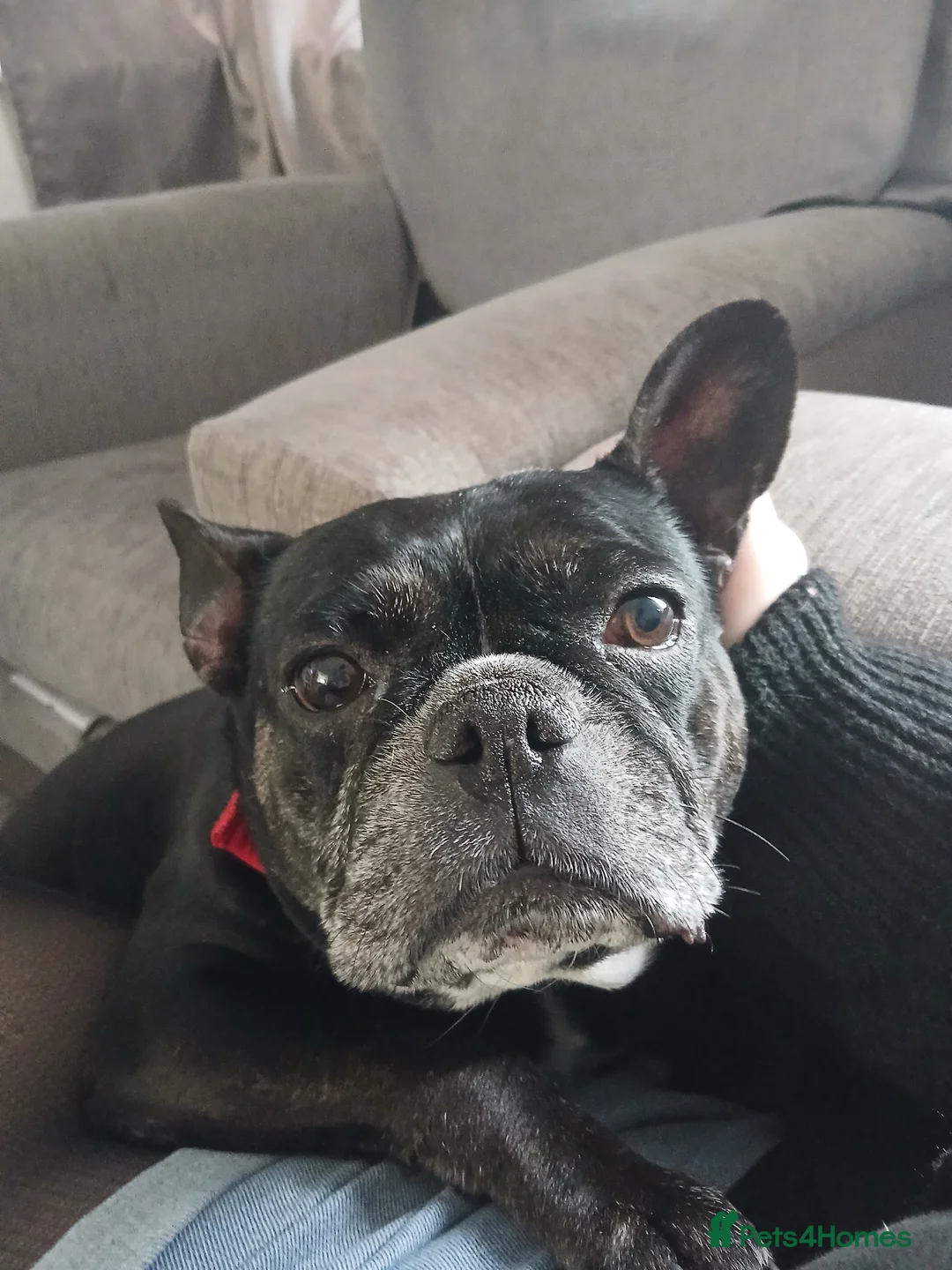 French Bulldog dogs for sale: 7 year old french bulldog female  in Swansea - Advert 1