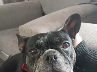 French Bulldog dogs 7 year old french bulldog female - Advert 1