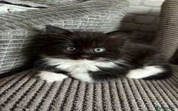 British Longhair cats for sale: Long haired British blue - Image 6