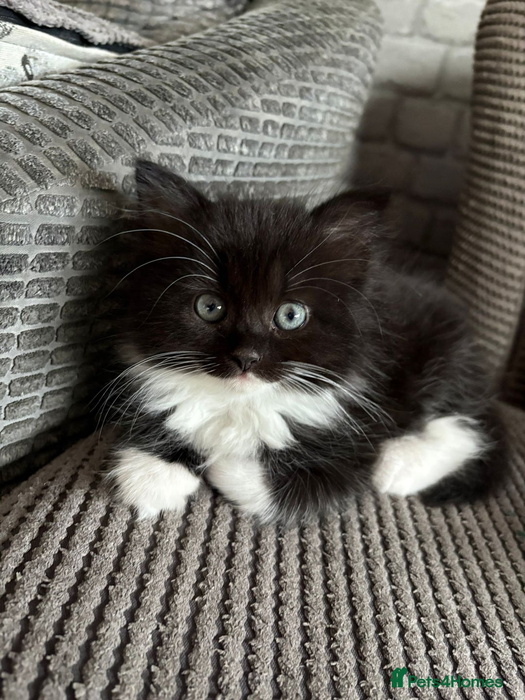 British Longhair cats for sale: Long haired British blue - Image 6