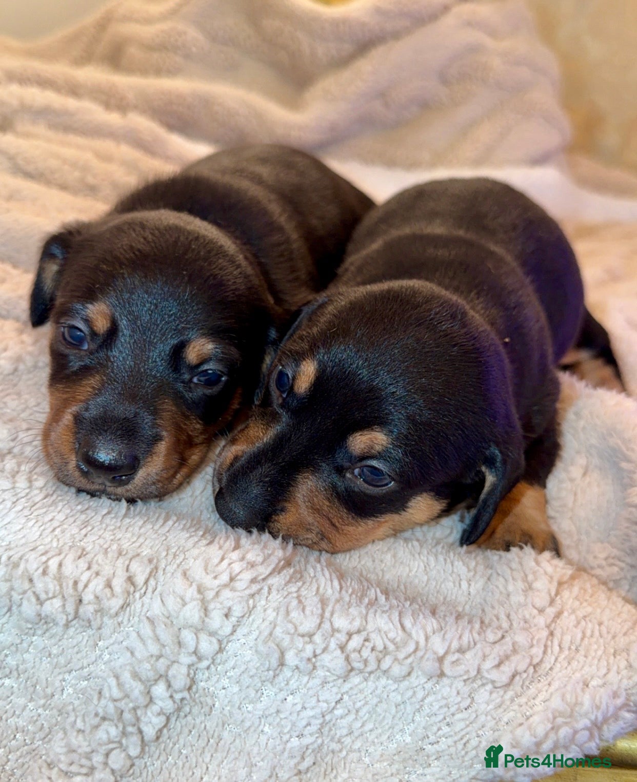 Dachshund Puppy 6