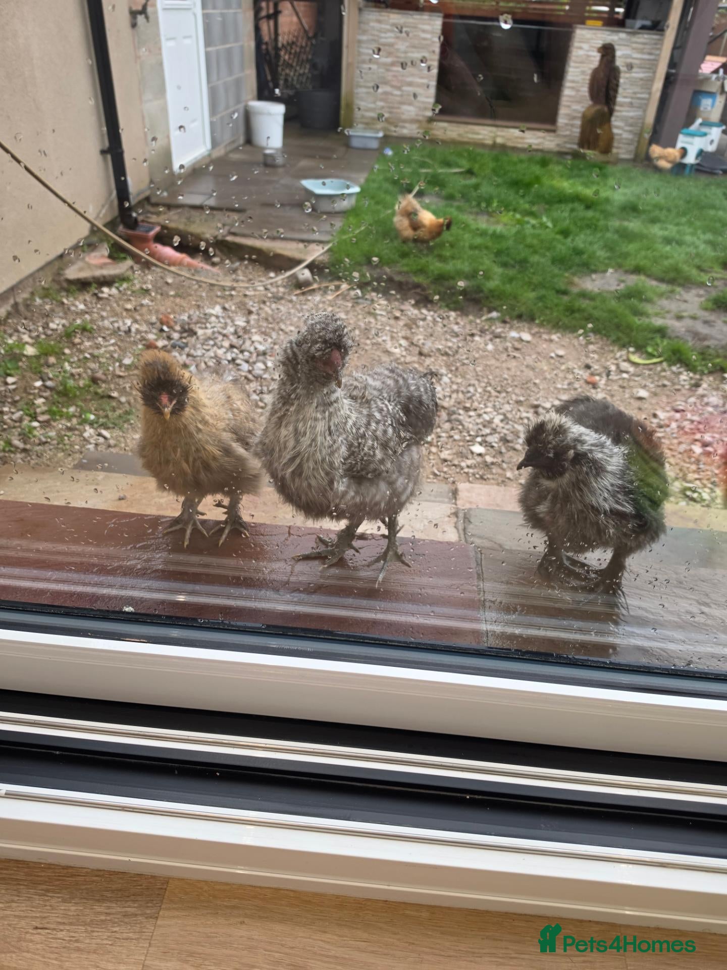 Chickens poultry 2 x silkie cockerals  - Advert 2