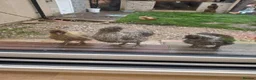 Chickens poultry for sale: 2 x silkie cockerals  in Widnes - Advert 1