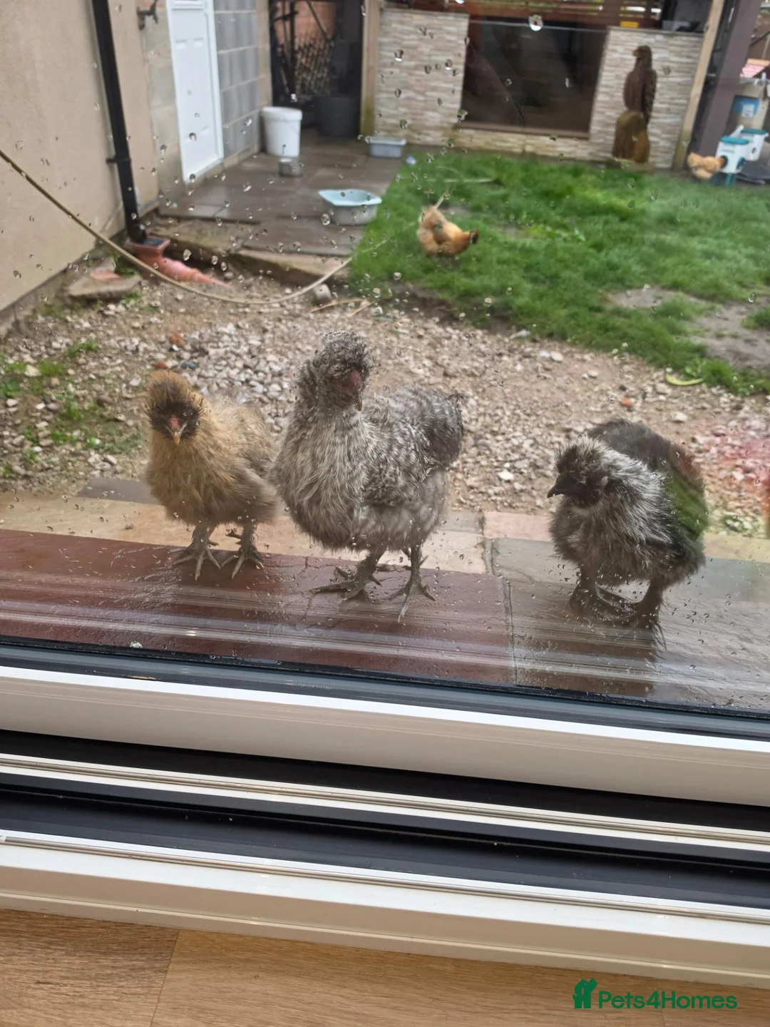 Chickens poultry for sale: 2 x silkie cockerals  in Widnes - Advert 1