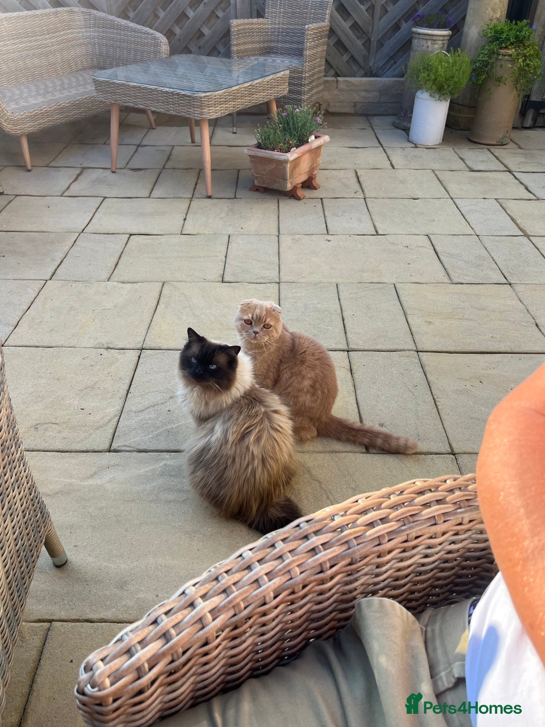Scottish Fold cats for sale: Scottish Fold (5y) & Ragdoll (7y) - Advert 2