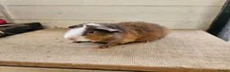 Guinea Pig rodents for sale: Teddy boars & sows  - Advert 8