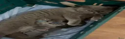 British Shorthair cats for sale: GCCF British Short Hair Kittens Blue  - Advert 2