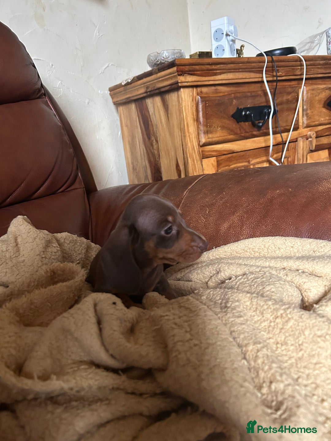 Miniature Dachshund dogs for sale: Miniature dachshund puppies  - Image 9